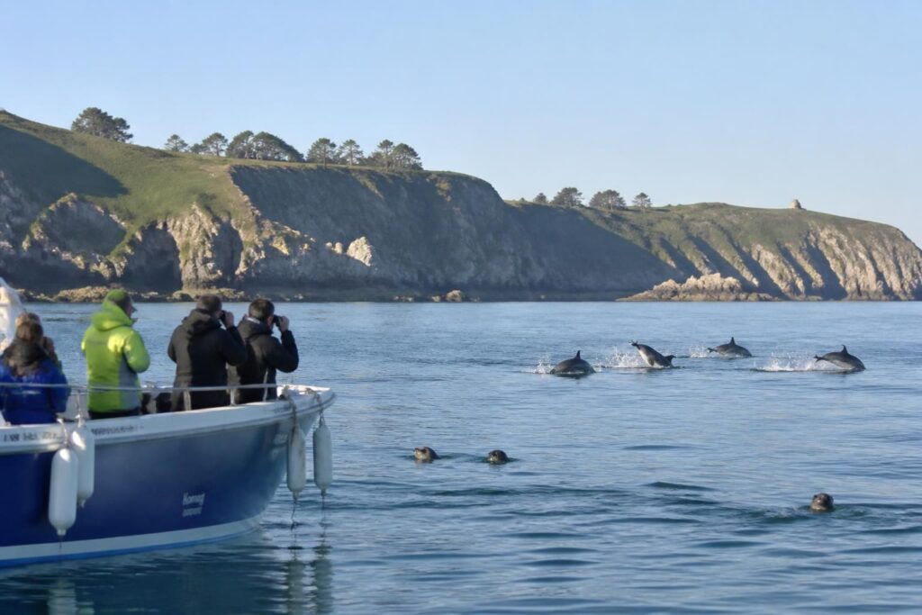 Observer phoques et dauphins en Bretagne : où et quand partir en mer ?